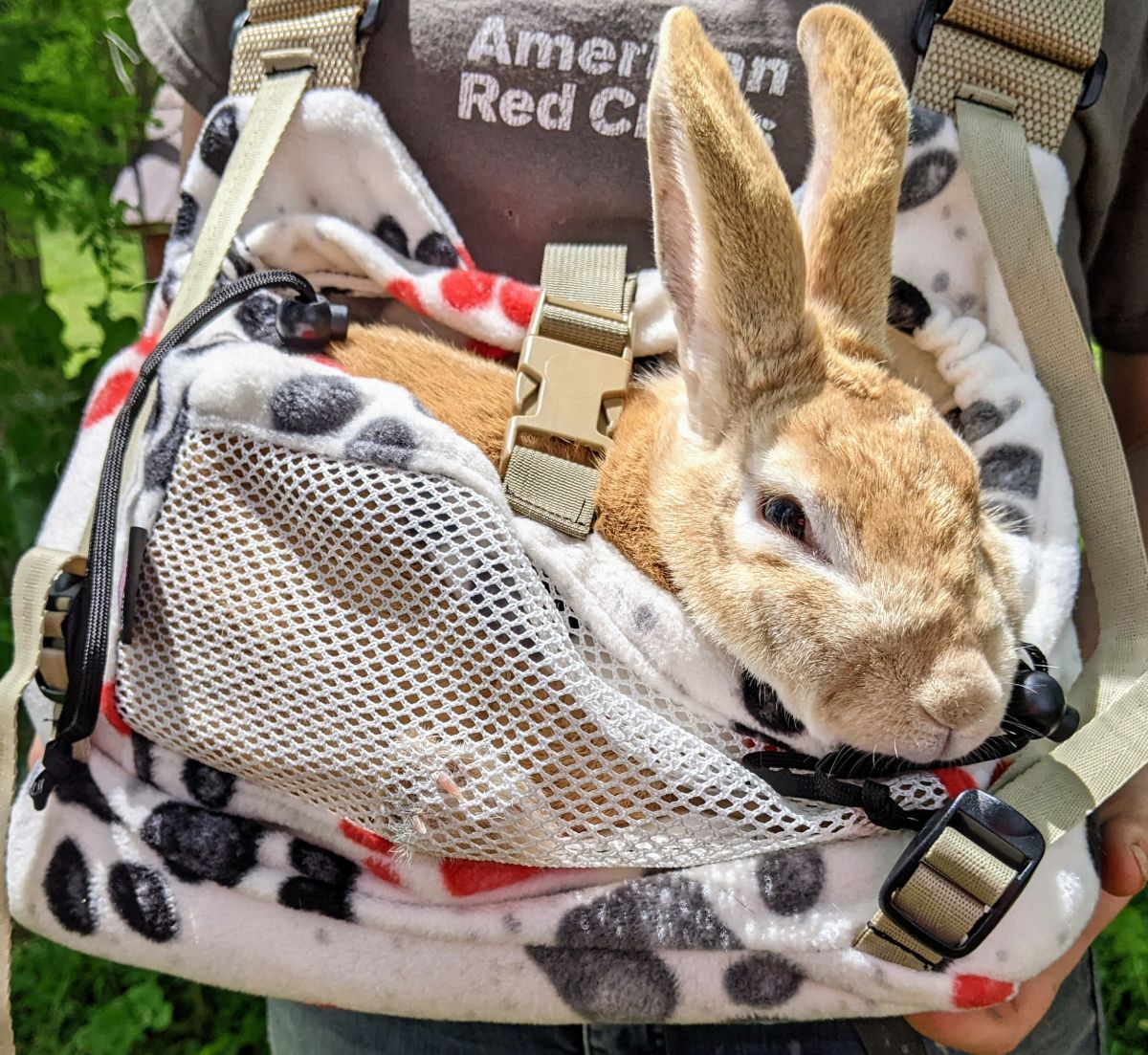Bunny in carrier